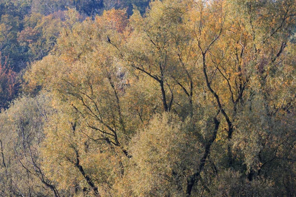 ต้นไม้ในฤดูใบไม้ร่วง — ภาพถ่ายสต็อก