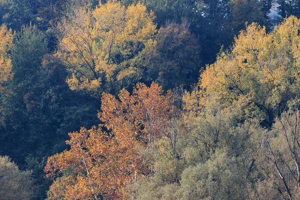 Árbol en otoño —  Fotos de Stock