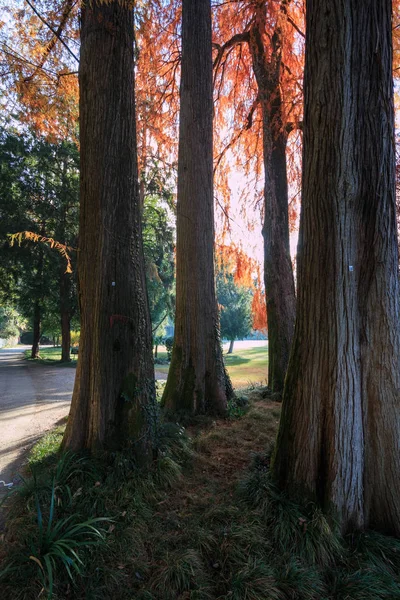 Piękny Jesienny Krajobraz Pniami Drzew — Zdjęcie stockowe