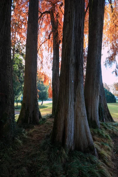 Jesienny Krajobraz Pniami Drzew — Zdjęcie stockowe