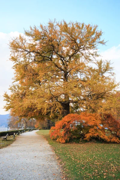 秋天的风景 有五彩缤纷的树木和树叶 — 图库照片
