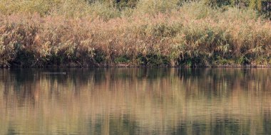 Arkasında bir göl olan güzel bir manzara.