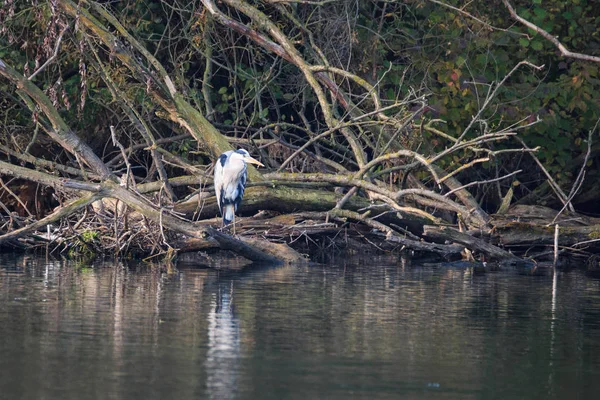 Reiher Fluss Adda Oase Alberone — Stockfoto