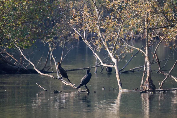 Cormorans Sommet Des Arbres Long Rivière Adda Oasis Alberone — Photo