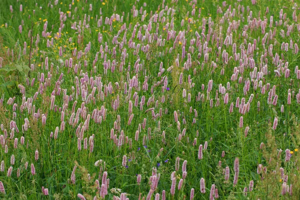 Schöne Blumen Garten — Stockfoto