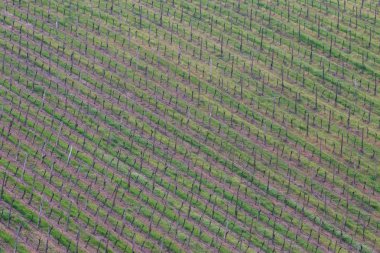 Üzüm bağında sıra sıra yeşil üzümler 