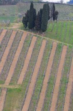 Üzüm bağında sıra sıra yeşil üzümler 