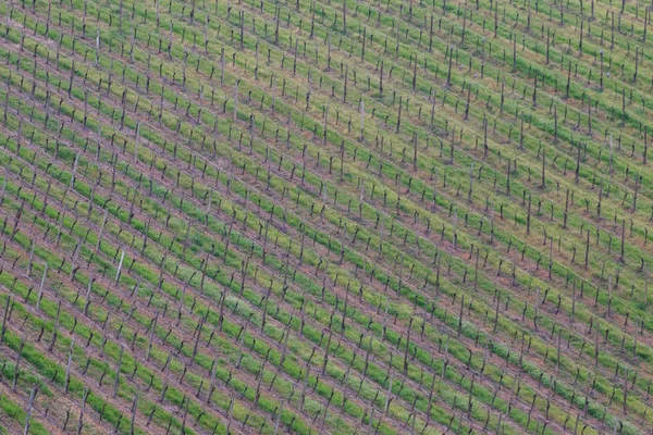 Hileras Uvas Verdes Viñedo —  Fotos de Stock