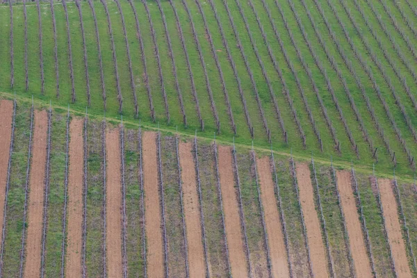 Ряды Зеленого Винограда Винограднике — стоковое фото