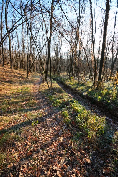 Bosque Otoño Por Mañana —  Fotos de Stock