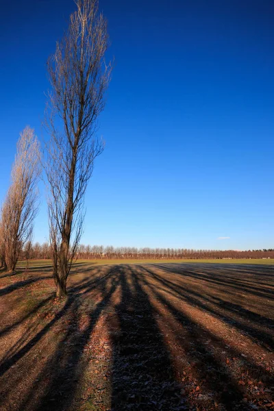 Campos Cultivados Parque Lura Lomazzo Como —  Fotos de Stock