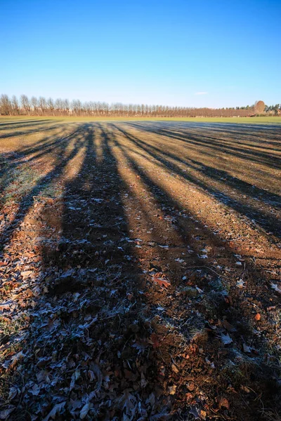 Gecultiveerde Velden Het Lura Park Lomazzo Como — Stockfoto