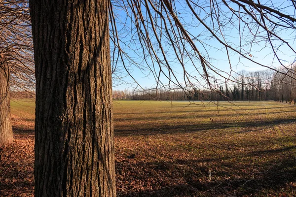 Paisaje Primavera Con Campo Árboles —  Fotos de Stock