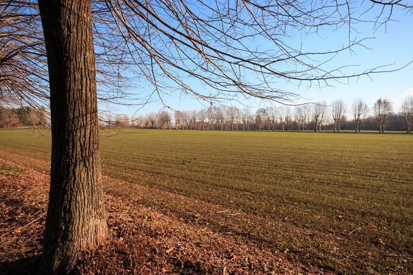 Vårlandskap Med Åkrar Och Träd — Stockfoto