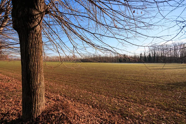 Paisaje Primavera Con Campo Árboles —  Fotos de Stock