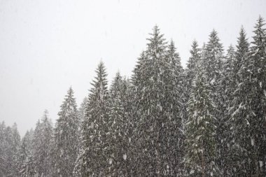Val Canali 'deki güzel kış manzarası Trentino