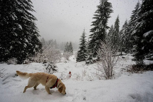 Venčení Sněhu — Stock fotografie