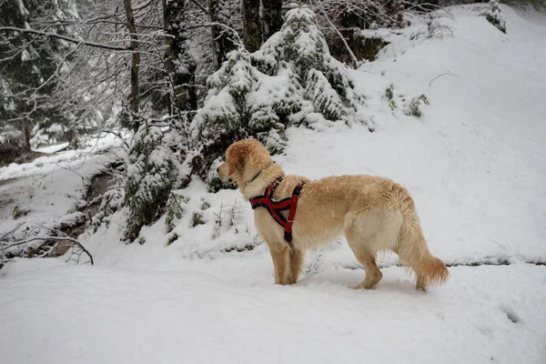 雪の中の散歩 — ストック写真