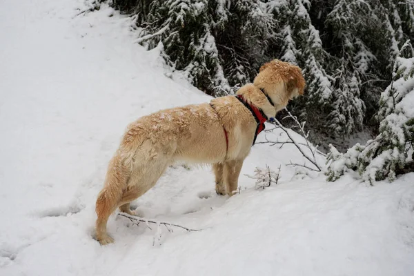 冬の散歩中の犬 — ストック写真