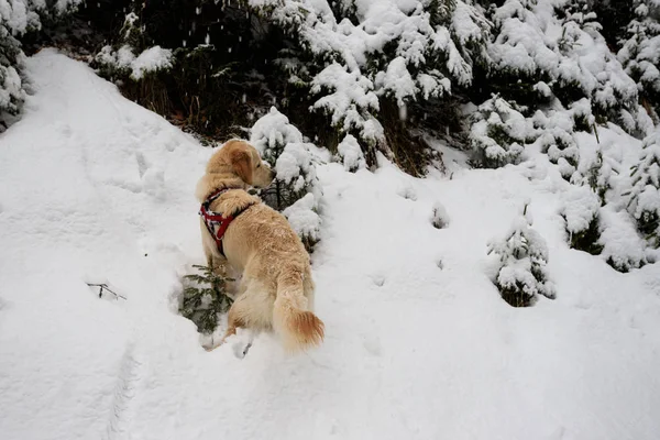 雪の中の犬 — ストック写真