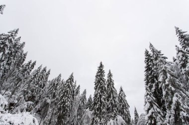 Kış Paneveggio doğal parkında Ladin ormanı