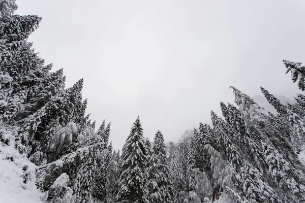 Smrkového Lesa Přírodním Parku Paneveggio Zimě — Stock fotografie