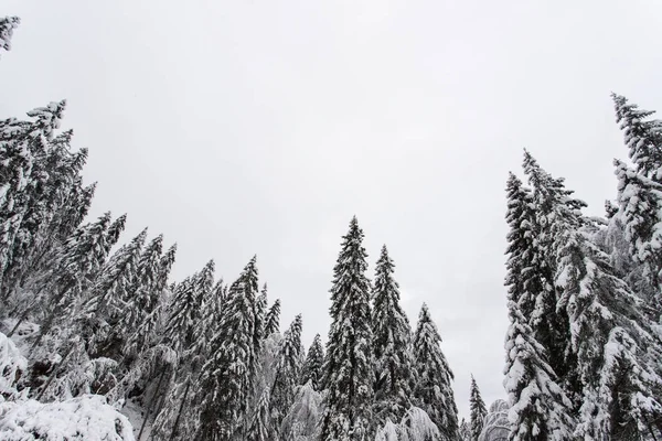 Kış Paneveggio doğal parkında Ladin ormanı