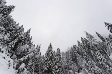Kış Paneveggio doğal parkında Ladin ormanı