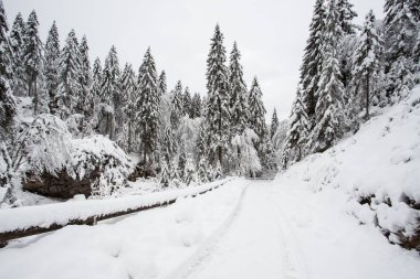 Val Canali 'deki güzel kış manzarası Trentino