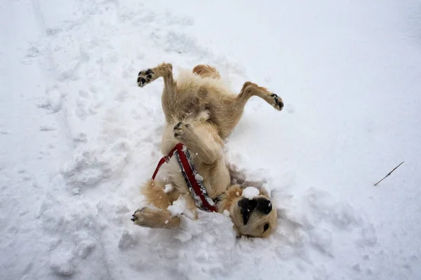Een Hond Speelt Sneeuw Het Park — Stockfoto