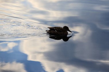 Como Gölü sularında Mallard