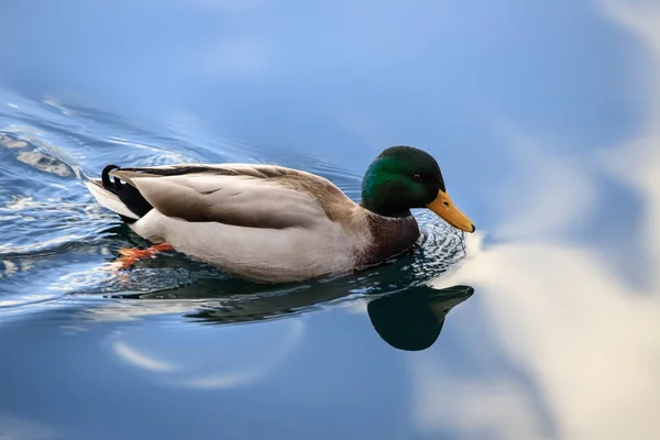 Mallard Vodách Jezera Como — Stock fotografie