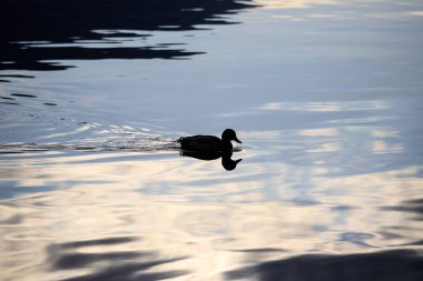 Como Gölü sularında Mallard