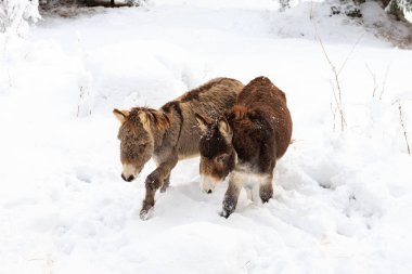 dağlarda kar üzerinde iki eşek