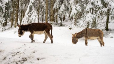 Val Canali, Paneveggio doğal park - Dolomiti karda üzerinde iki eşek