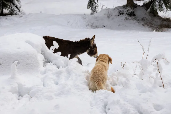 Hond Spelen Met Een Ezel Het Besneeuwde Park — Stockfoto