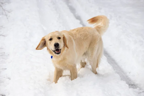 雪の中の犬 — ストック写真