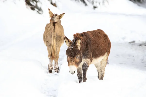 Zwei Esel Auf Dem Schnee Val Canali Naturpark Paneveggio Dolomiti — Stockfoto