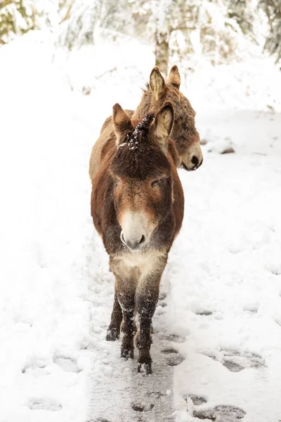 Paneveggio ドロミティの自然公園で ヴァル カナーリで雪の上で つのロバ — ストック写真