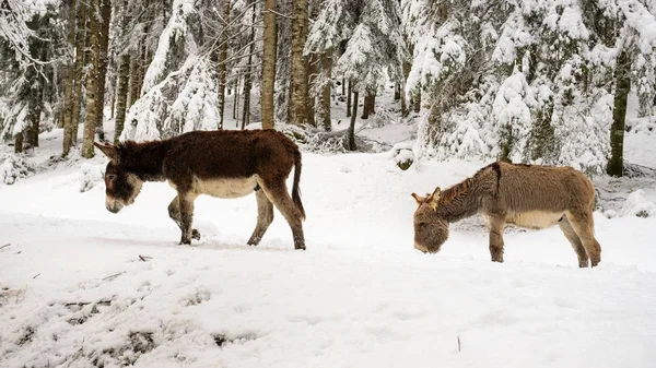 Two Donkeys Snow Val Canali Paneveggio Natural Park Dolomiti — Stock Photo, Image