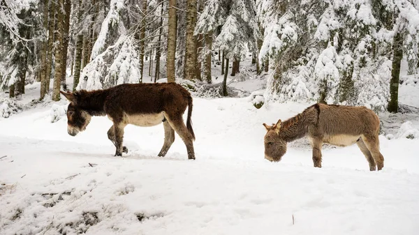 Due Asini Sulla Neve Val Canali Nel Parco Naturale Paneveggio — Foto Stock
