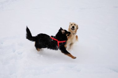 Karda oynayan köpekler
