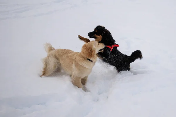 Honden Spelen Sneeuw — Stockfoto