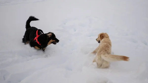 Honden Spelen Sneeuw — Stockfoto