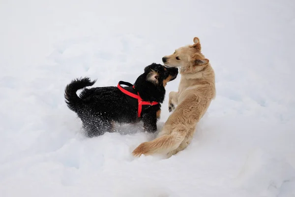 犬は雪の上を再生 — ストック写真