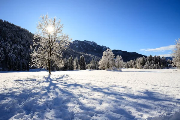 Paisaje Invernal Val Canali Parque Natural Paneveggio Trentino — Foto de Stock