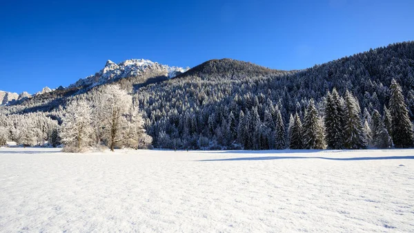 Winterlandschap Val Canali Natuurlijke Park Van Paneveggio Trentino — Stockfoto