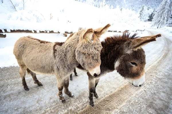 Zwei Esel Auf Dem Schnee Val Canali Naturpark Paneveggio Dolomiti — Stockfoto