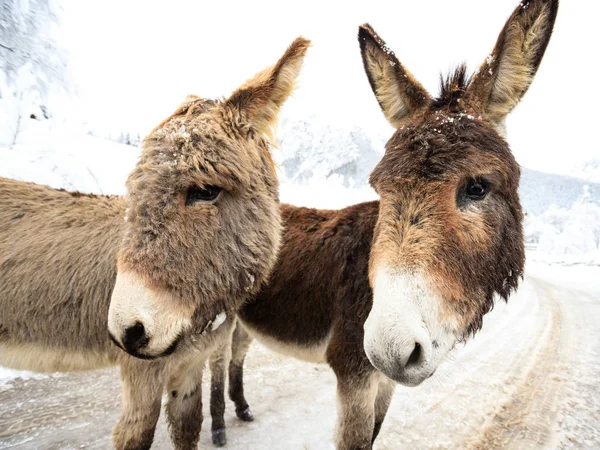Two Donkeys Snow Val Canali Paneveggio Natural Park Dolomiti — Stock Photo, Image