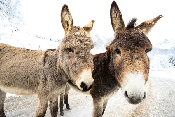 Two Donkeys Snow Val Canali Paneveggio Natural Park Dolomiti — Stock Photo, Image